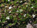 Arenaria biflora